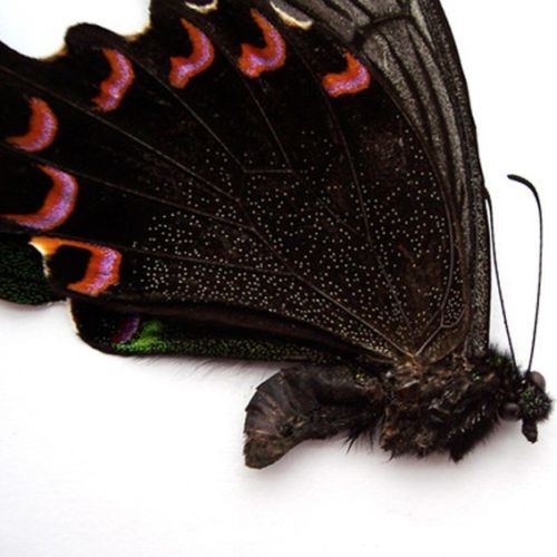 Papilio arcturus (bilateral aberrant, perhaps hybrid with Papilio bianor, ebay 5) (Internet Image property of respective owner, non-commercial use only)